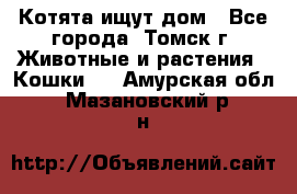 Котята ищут дом - Все города, Томск г. Животные и растения » Кошки   . Амурская обл.,Мазановский р-н